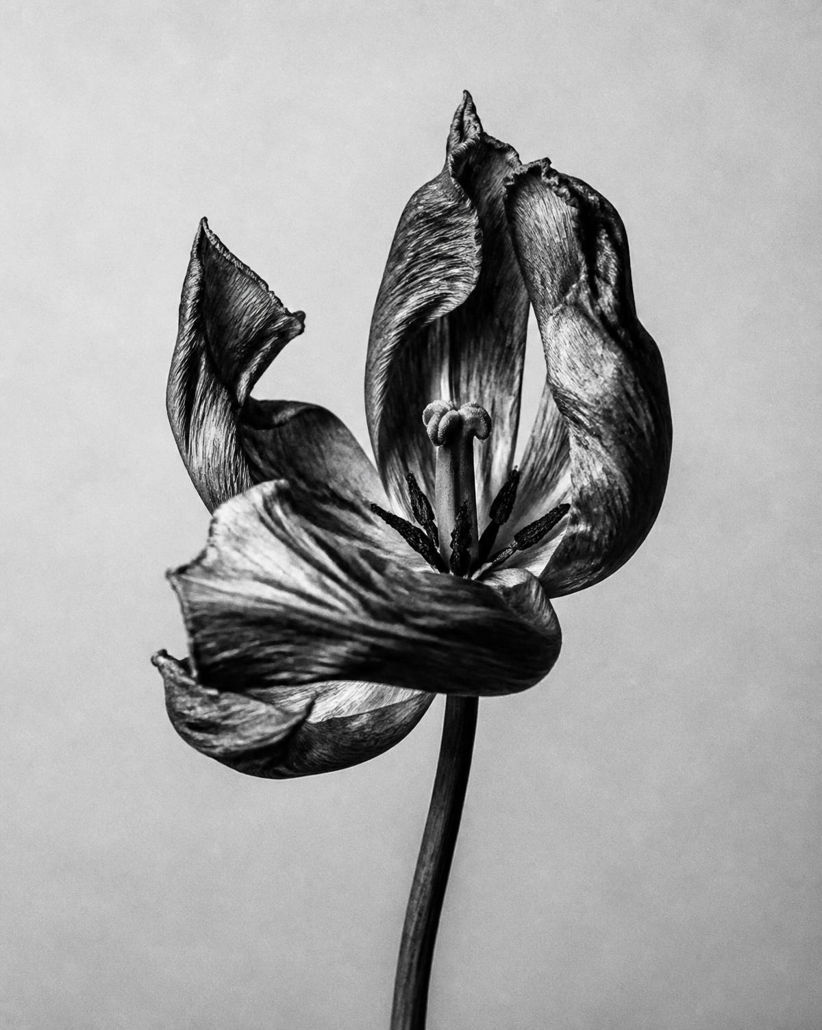 Black and white still life of a dried tulip